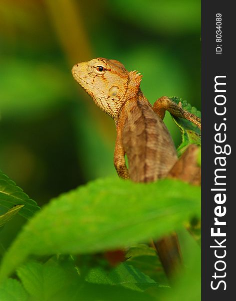 Evening, under the setting sun, a lizard in the thick patch of grass, it as if felt has a photographer to photograph for it, therefore it arrogant turns head exhibits a spirited posture