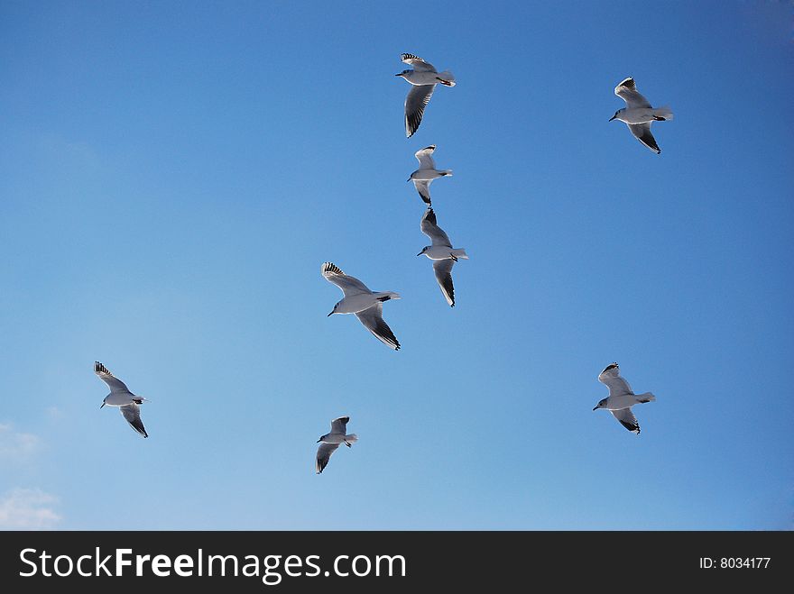 Flock of seagulls against the blue sky.