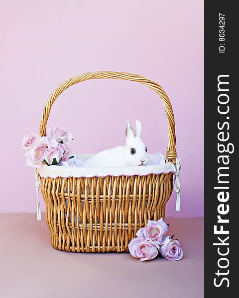 White dwarf bunny in a basket with roses, pink background copy space. White dwarf bunny in a basket with roses, pink background copy space