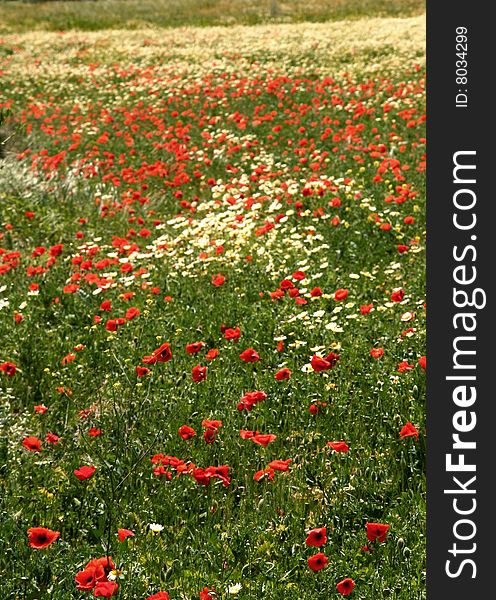 Big poppy field in Greece