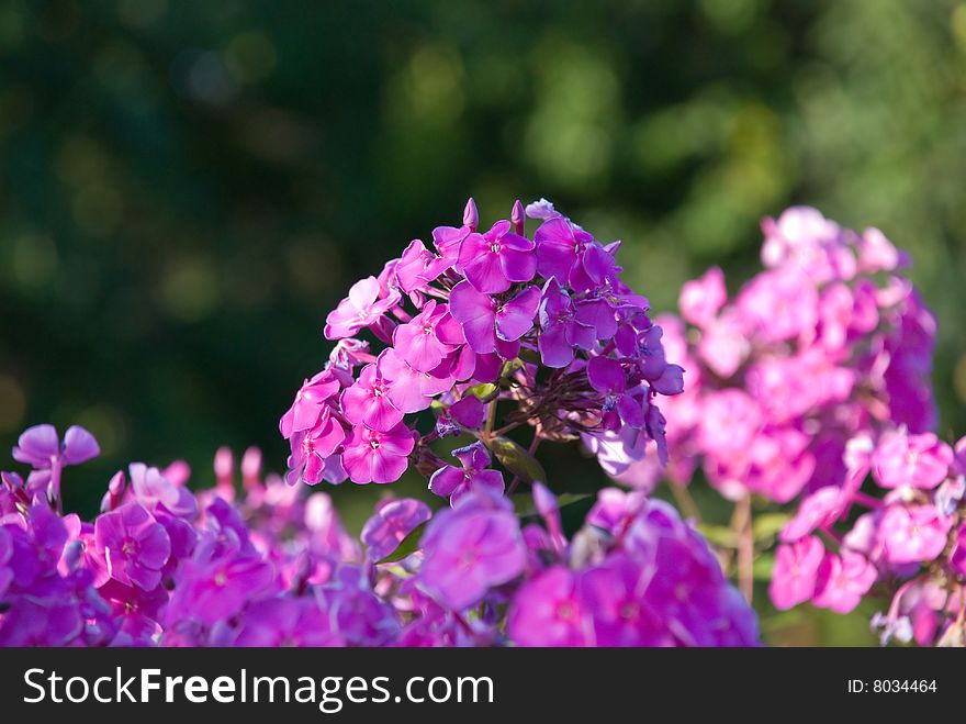 Bush of a pink Phlox with small DOF