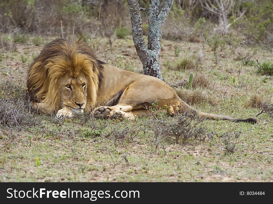 A large Male lion rests in the heat of the day. A large Male lion rests in the heat of the day