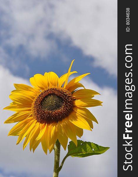 Big Yellow Sunflower close-up on a sunny day