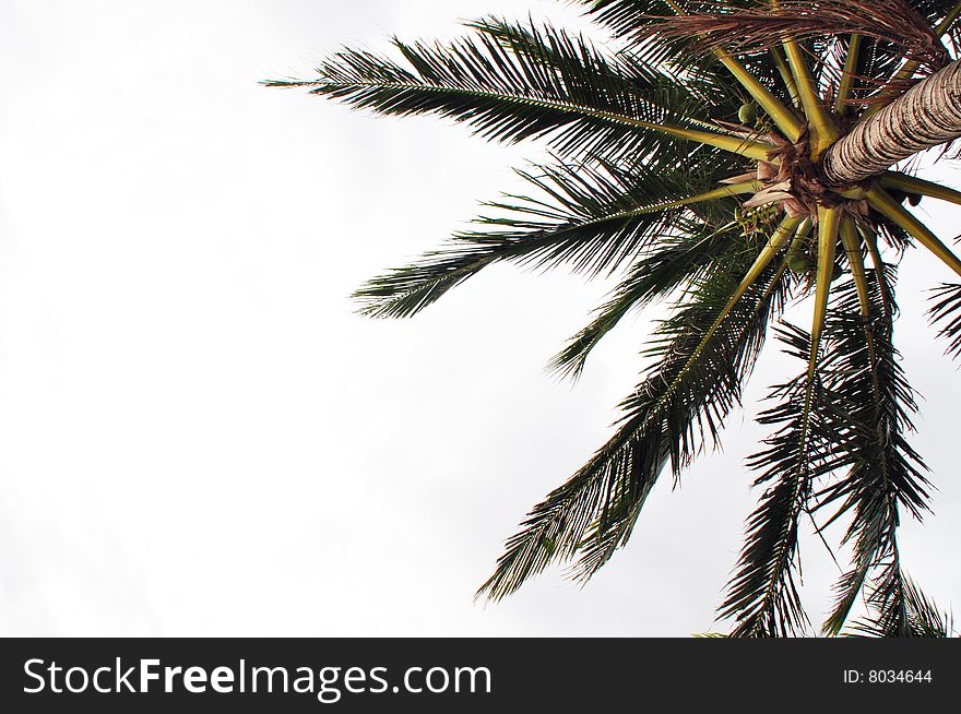 Coconut/Palm tree with white background.