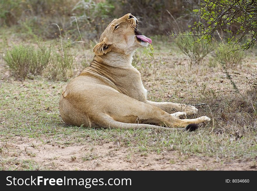 The young Lioness Yawns after waking up. The young Lioness Yawns after waking up