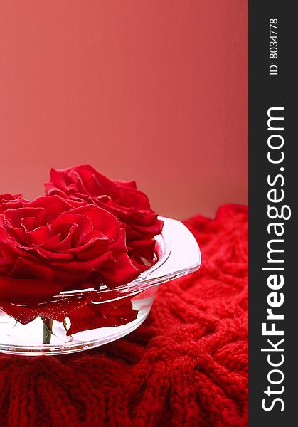 Scarlet roses in and glass flat vase on the woolen knitted serviette, sverzhkhu there is an enough empty background. Scarlet roses in and glass flat vase on the woolen knitted serviette, sverzhkhu there is an enough empty background