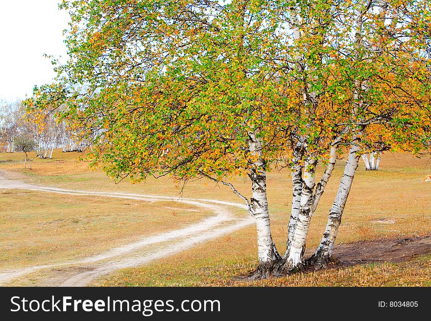 Autumn white birch is beautiful scenery, in Northern China. Autumn white birch is beautiful scenery, in Northern China