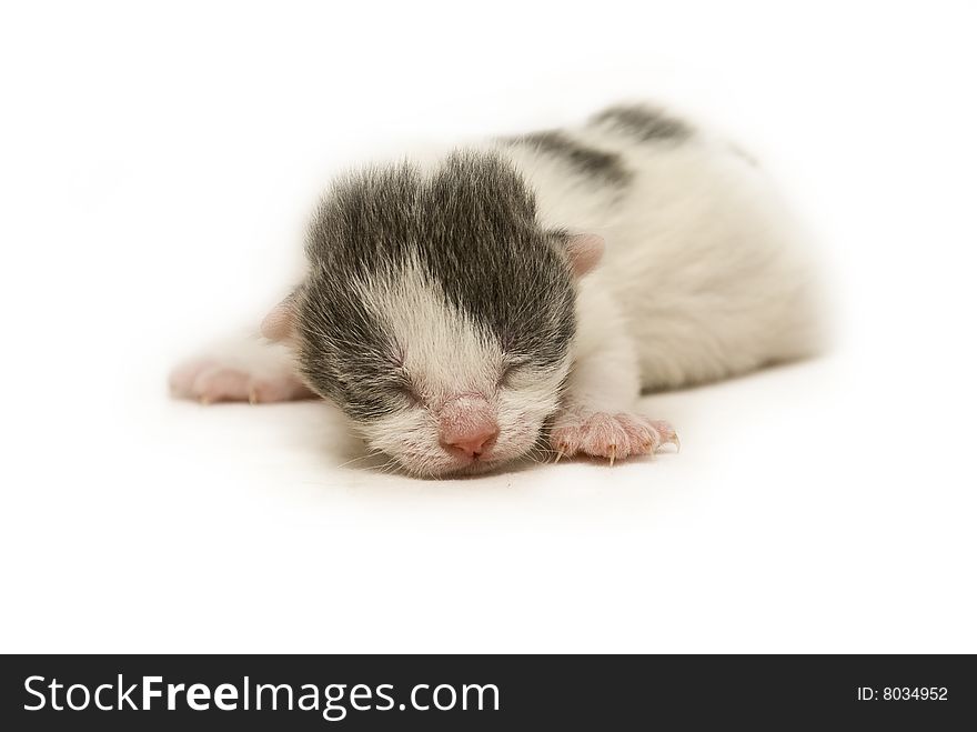 Five day old newborn kitten. White with grey markings.