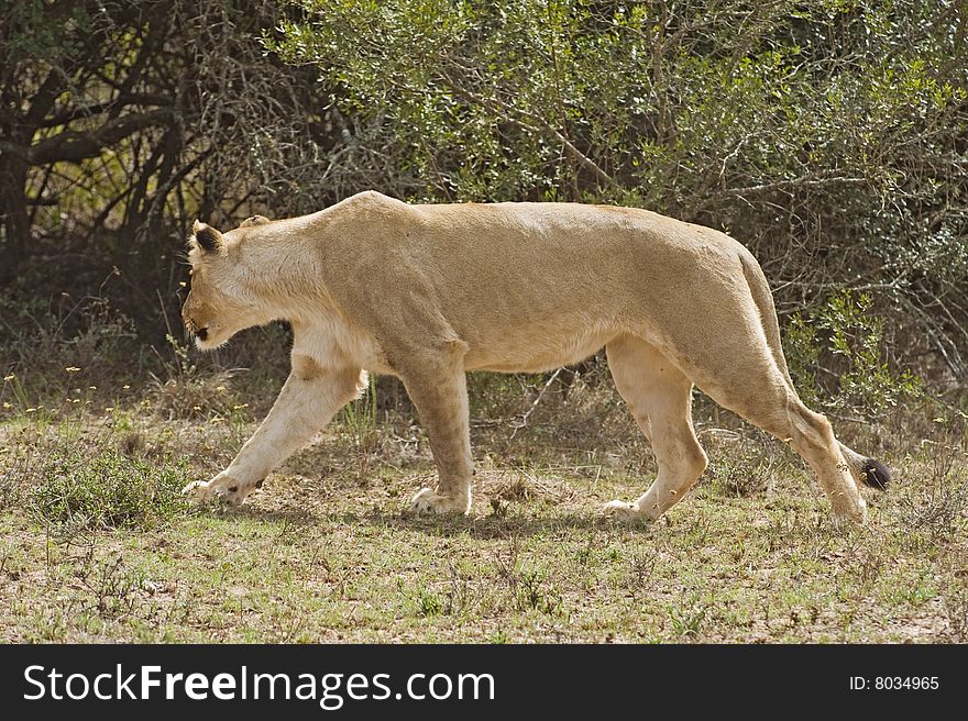 A young Lioness closes in on the final stages of the hunt. A young Lioness closes in on the final stages of the hunt