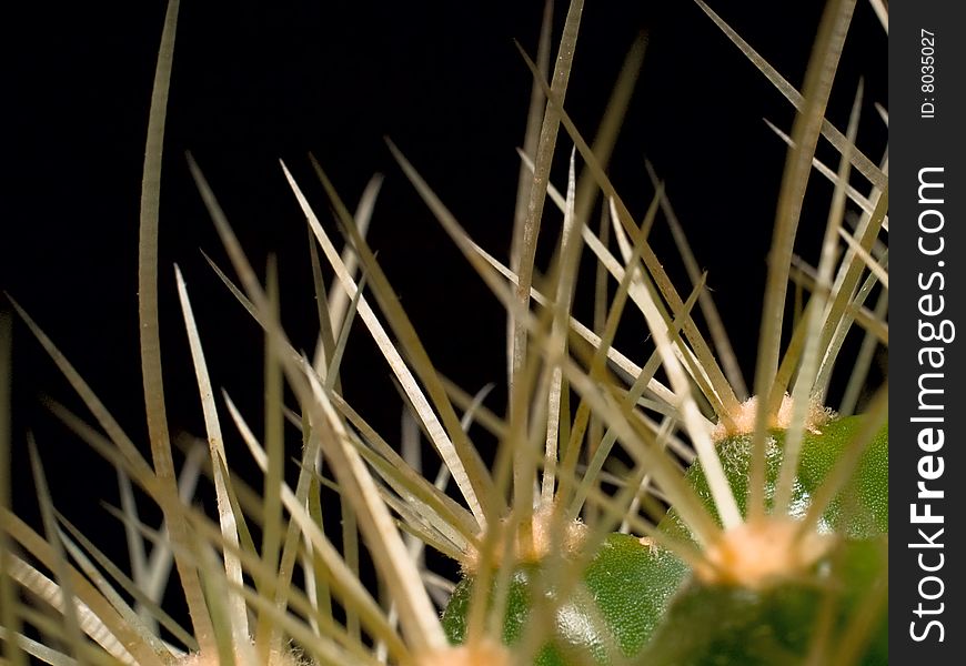 Prickles Of Cactus 02