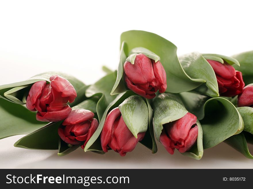 Close up Red tulips on white