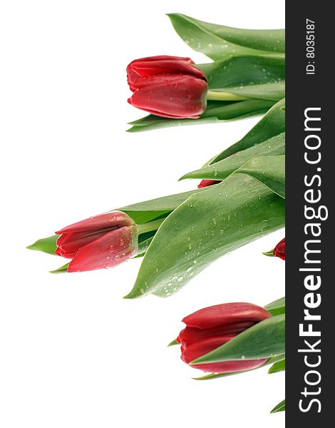 Drops of water on Red tulips on white