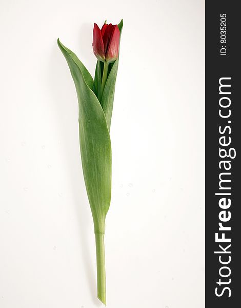 One Red tulip on white