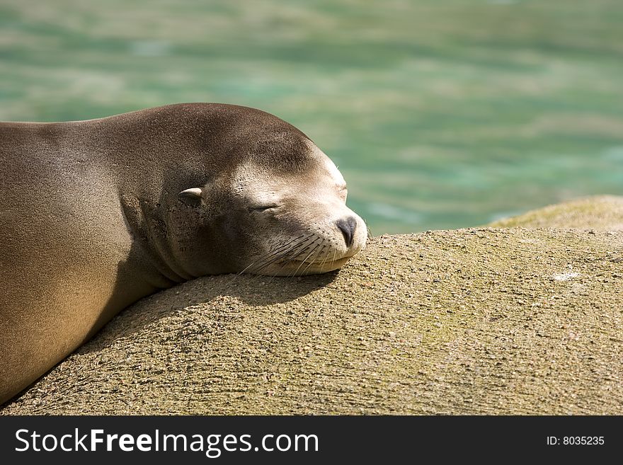 Seal basking in sun