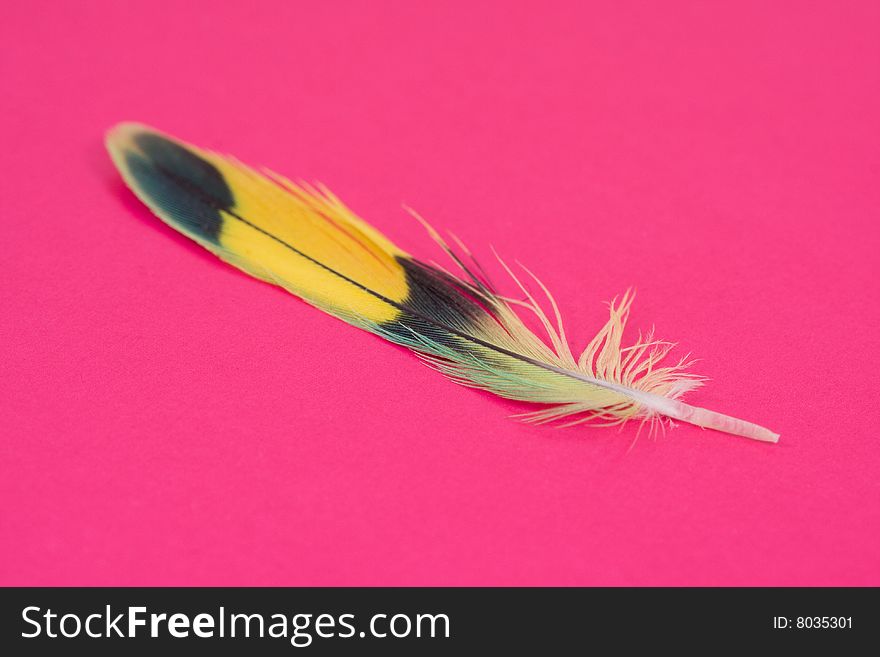 Feather of parrot on coloured  background. Feather of parrot on coloured  background