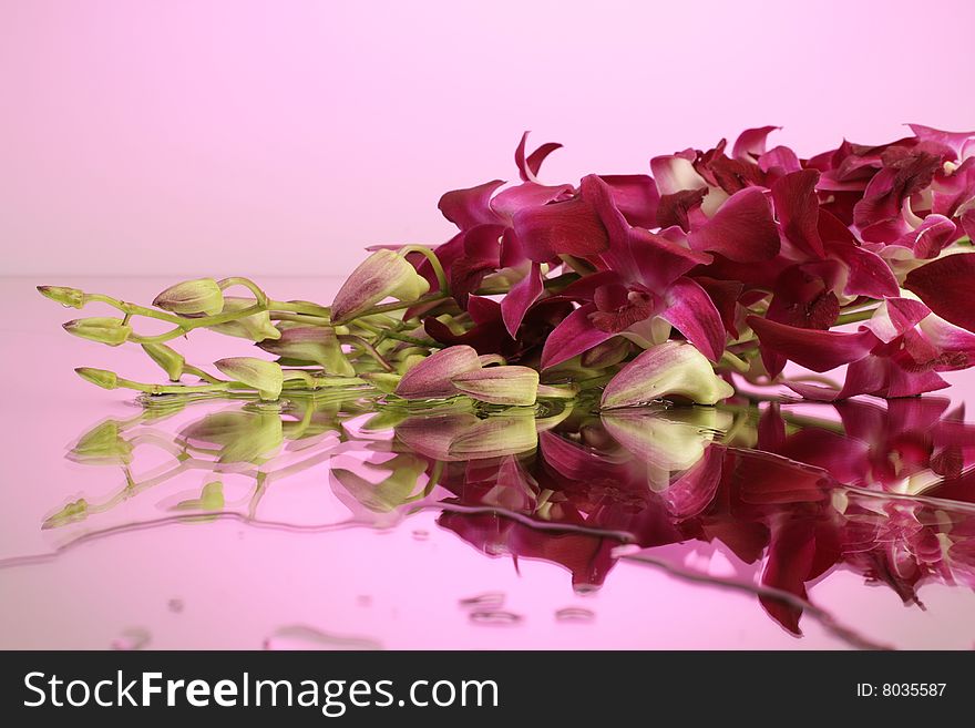 Violet orchids on the mirror on violet background