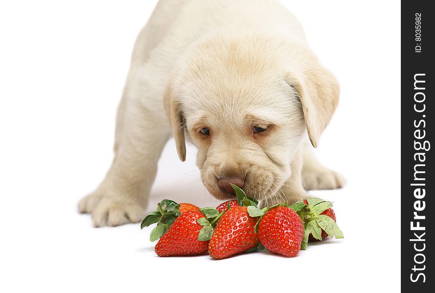 Puppy of Labrador with a strawberry. Puppy on a white background. Puppy of Labrador with a strawberry. Puppy on a white background.