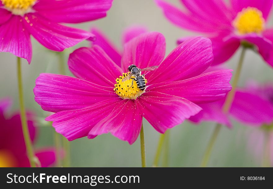 Pink Flowers And Bee