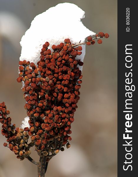 Sumac in the snow