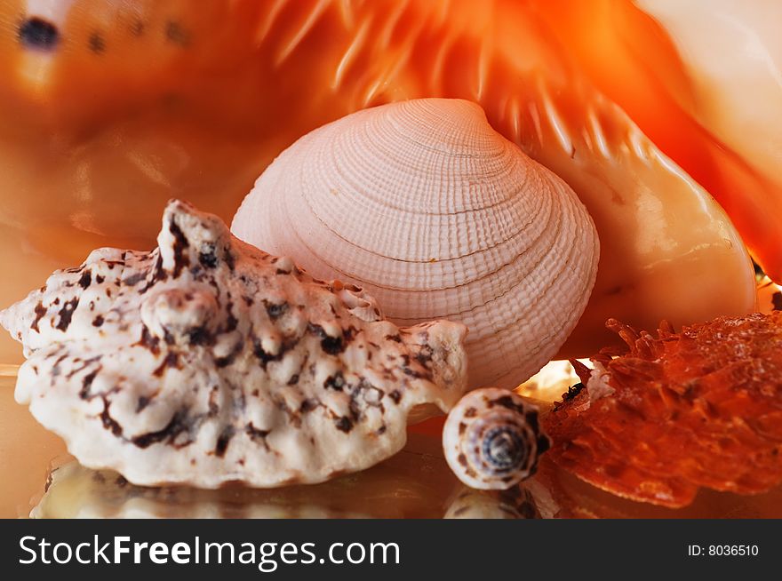 Sea Cockleshells.