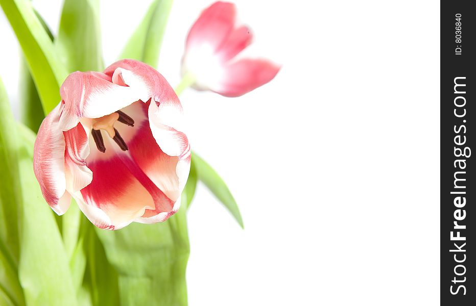 Pink tulip on white ground