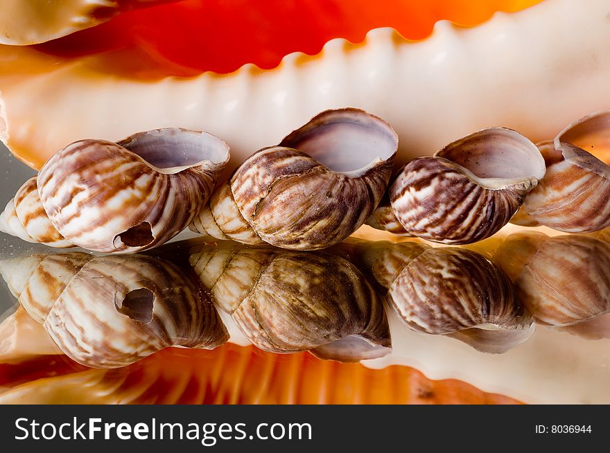 Abstract background from several sea bowls. Abstract background from several sea bowls