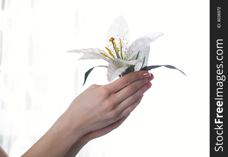 Female hands hold a flower against. Female hands hold a flower against