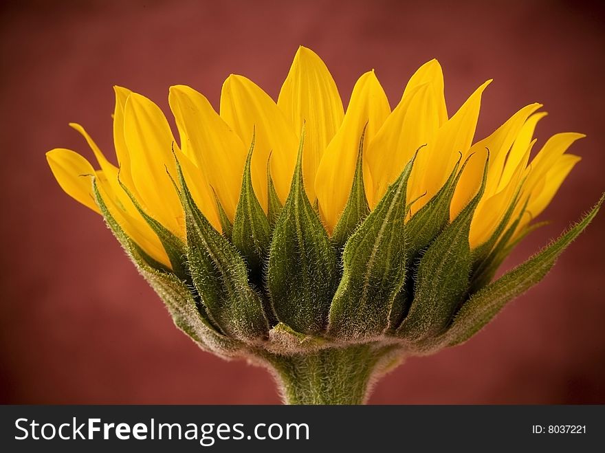 A single yellow sunflower blossom