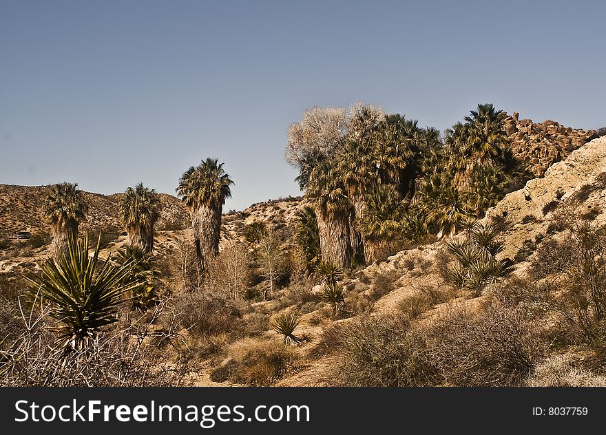 This is a picture of a natural desert oasis with California fan palms at Joshua Tree National Park.