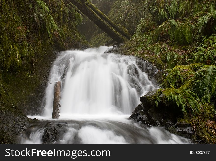 A waterfall in the rainforest of the Pacific Northwest. A waterfall in the rainforest of the Pacific Northwest