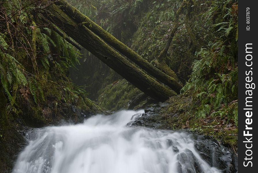 A waterfall in the rainforest of the Pacific Northwest. A waterfall in the rainforest of the Pacific Northwest