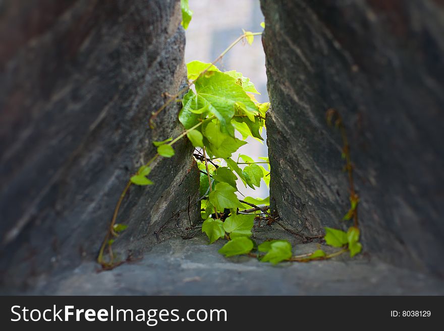 Ivy sprout at the loophole of old stone military installations. Ivy sprout at the loophole of old stone military installations.