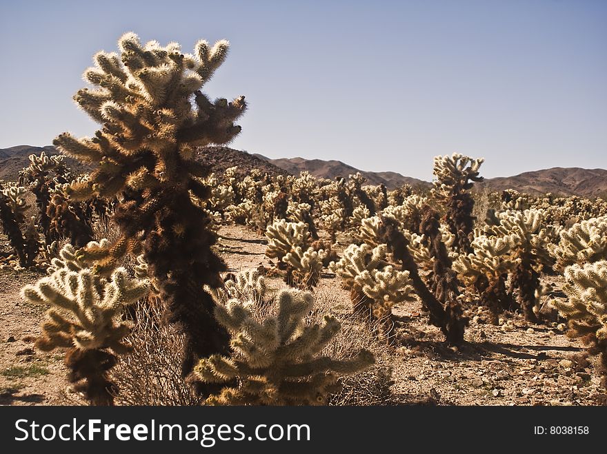 This is a picture of a large stand of cholla cactus at Joshua Tree National Park. This is a picture of a large stand of cholla cactus at Joshua Tree National Park