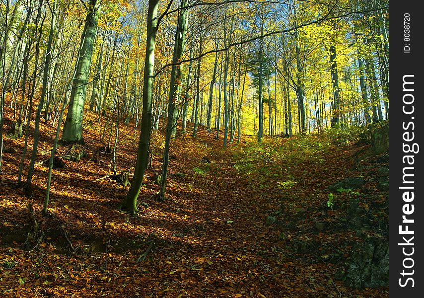Autumn colors in the forest - panorama. Autumn colors in the forest - panorama