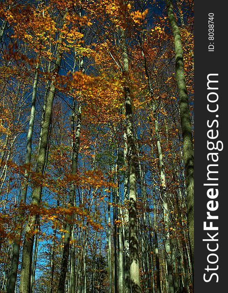 Autumn colors in the forest - panorama. Autumn colors in the forest - panorama