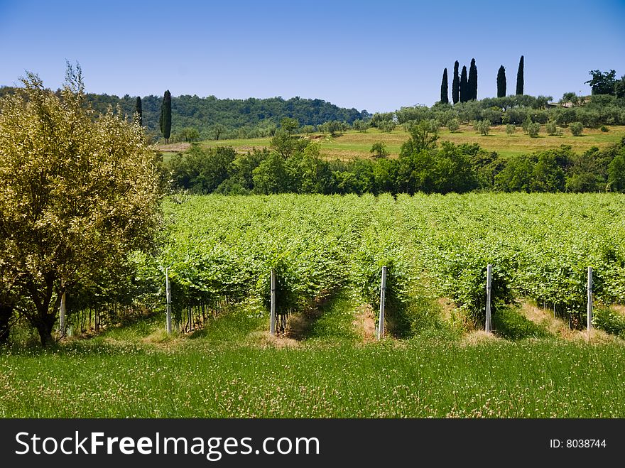 Beautifull vineyard in italian country. Beautifull vineyard in italian country