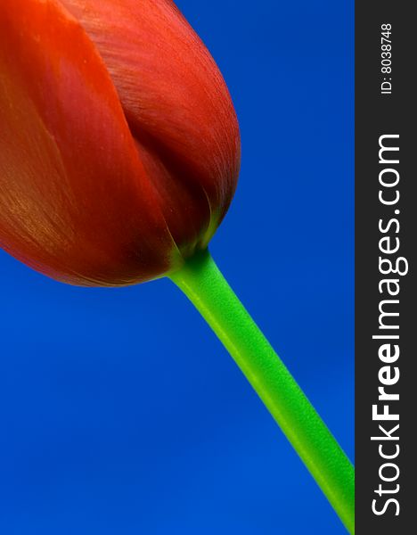 Close-up of red tulip against vivid blue. Close-up of red tulip against vivid blue