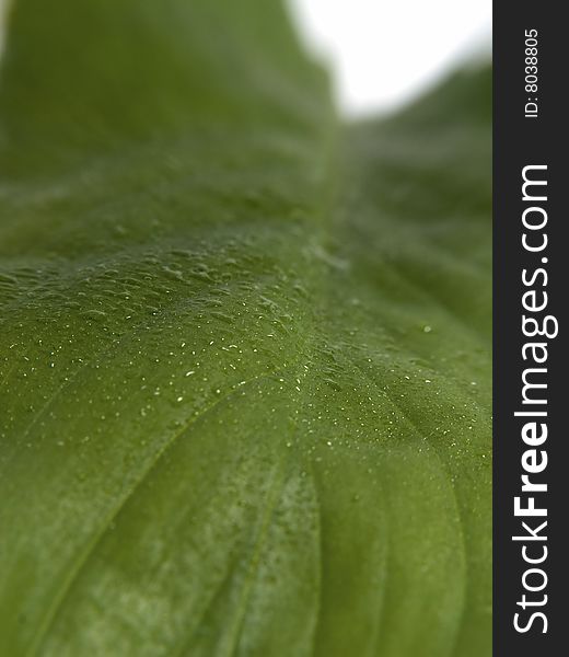 Green plant leaf with water droplets macro. Green plant leaf with water droplets macro