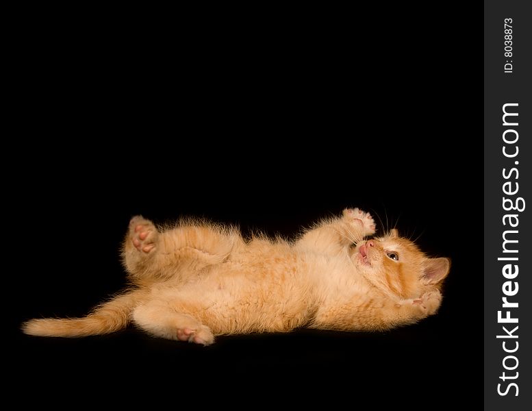 A yellow kitten lays on a black background and plays. A yellow kitten lays on a black background and plays.