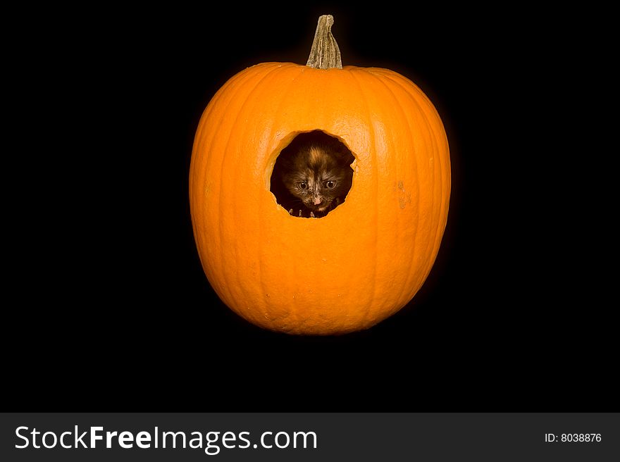 A kitten peeks out of a hole carved into a pumpkin on black background. A kitten peeks out of a hole carved into a pumpkin on black background
