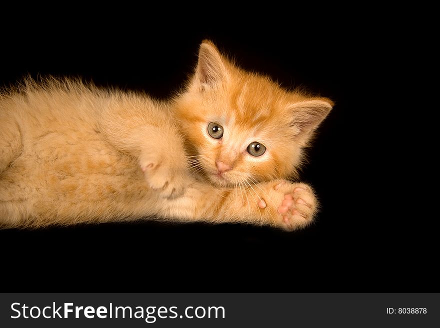 A yellow kitten lays on a black background and plays. A yellow kitten lays on a black background and plays.