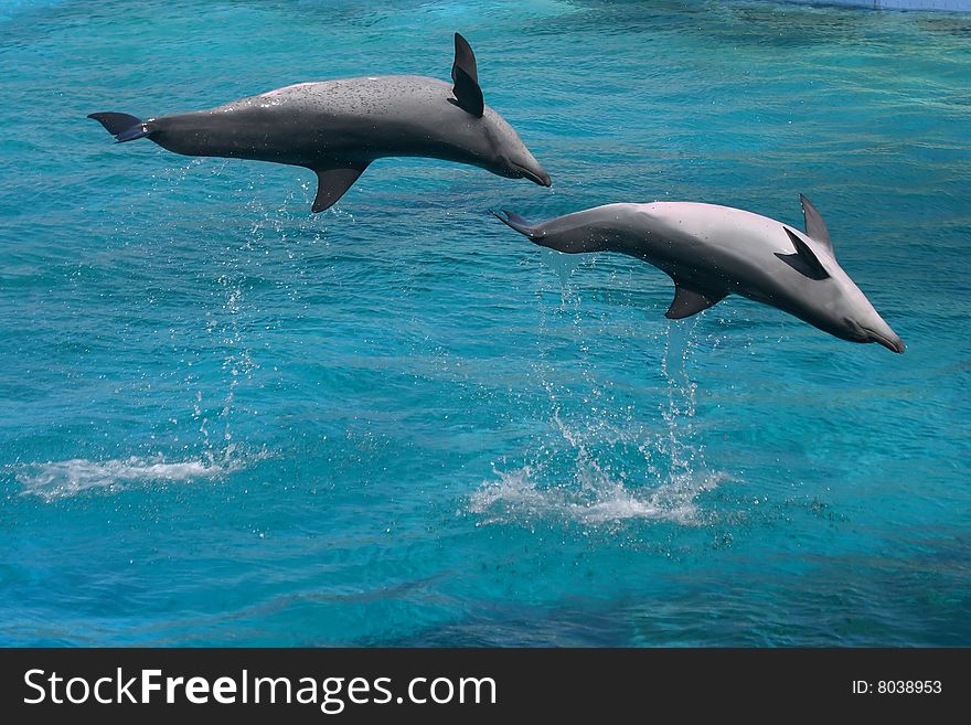 Two bottlenose dolphins jumping upside down in blue water. Two bottlenose dolphins jumping upside down in blue water