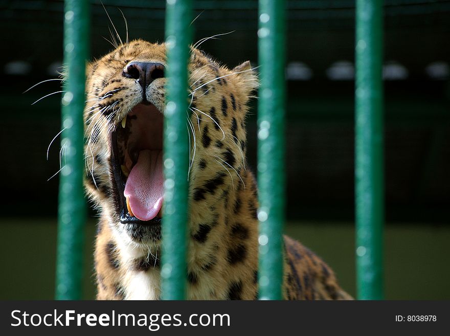 Captive leopard behind bars, yawning