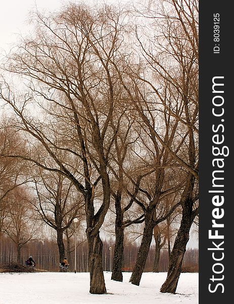 Scenic view of trees in snow covered wintry park, cyclists in background. Scenic view of trees in snow covered wintry park, cyclists in background.