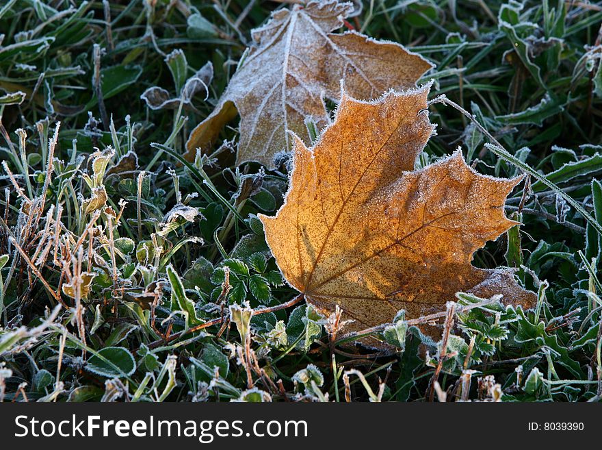 Hoar-frost. Leaf on grass