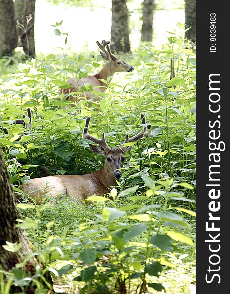 Two young bucks resting in tall weeds. Two young bucks resting in tall weeds.