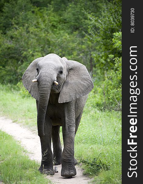 Young Elephant Mock Charging on safari in south africa.