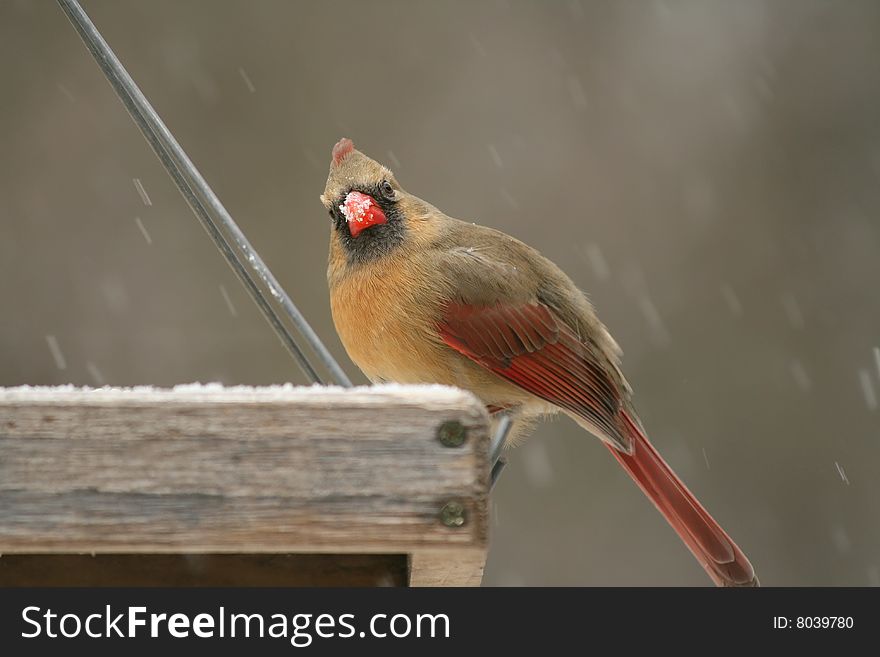 Snow covered female cardinal