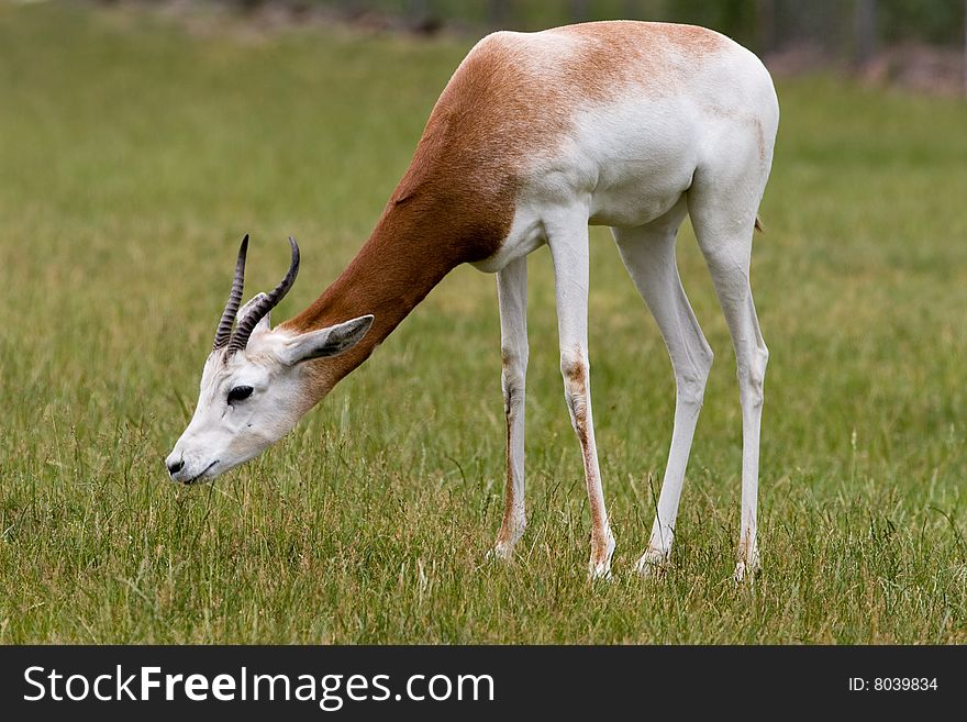 Grazing Gazelle