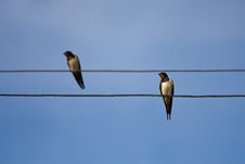 Swallows On Wires Royalty Free Stock Photos Swallows On Wires Royalty Free Stock Photos
